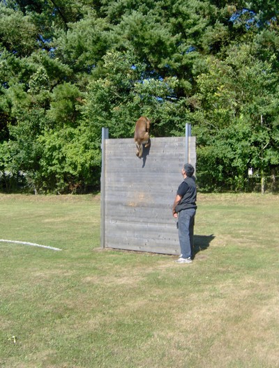 Saut de la palissade 2.30m